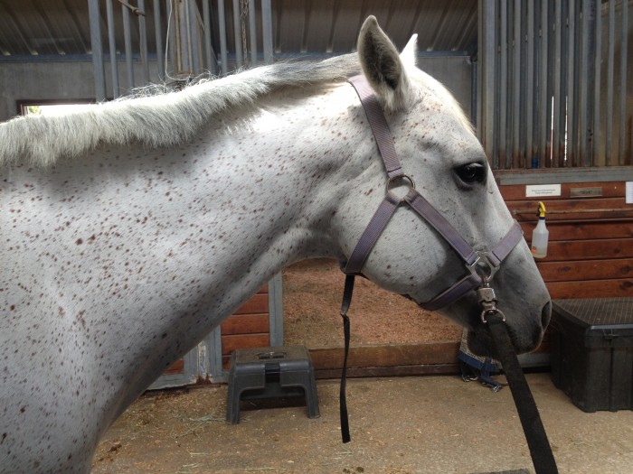 The beautiful registered quarter horse who has become my best friend! 